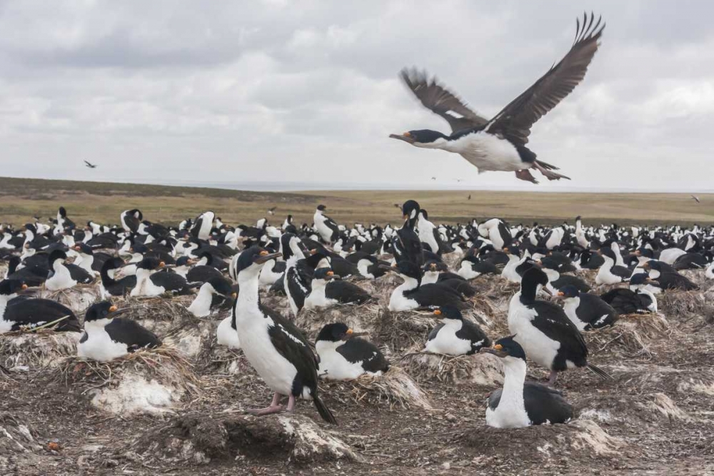 Bleaker Island Imperial shag nesting colony